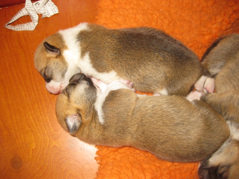 Puppies